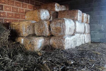 Zaplenjen duvan u Šapcu