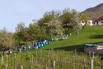 Košnice u seoskom domaćinstvu