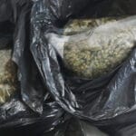 Kod Smedereva otkrivena ilegalna laboratorija za uzgoj marihuane
