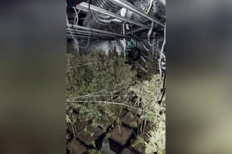 marihuana