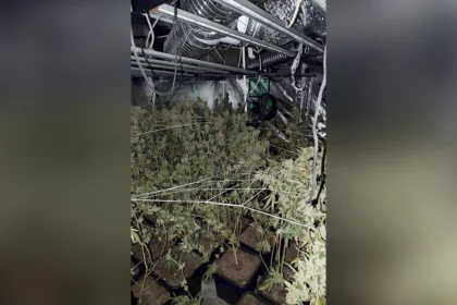 marihuana