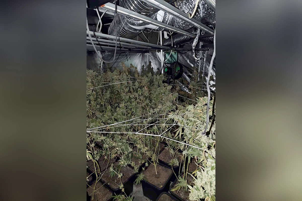 • N2 portal marihuana